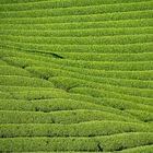 Matcha Home Roast