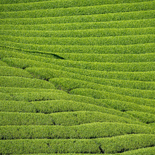 Matcha Home Roast